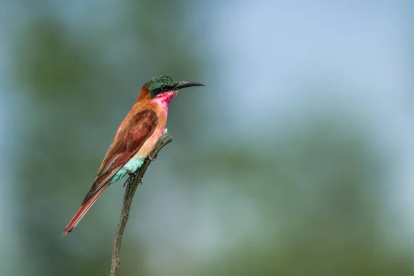 Zuidelijke Carmine bijeneter in Kruger National park, Zuid-Afrika — Stockfoto