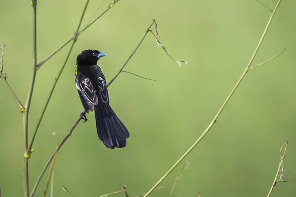 Widowbird alado branco no parque nacional de Kruger, África do Sul — Fotografia de Stock