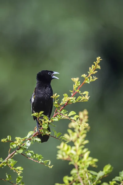 화이트 날개 Widowbird 남아프리카 공화국 크루 거 국립 공원 — 스톡 사진