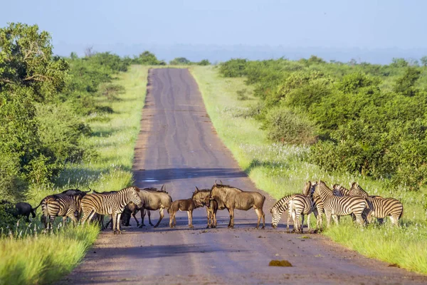 Blauwe gnoe en steppezebra in Kruger National park, Zuid — Stockfoto