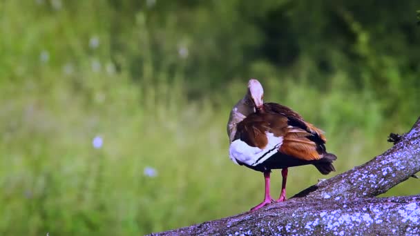 Ägyptische Gans Kruger Nationalpark Südafrika Art Alopochen Aegyptiaca Familie Der — Stockvideo