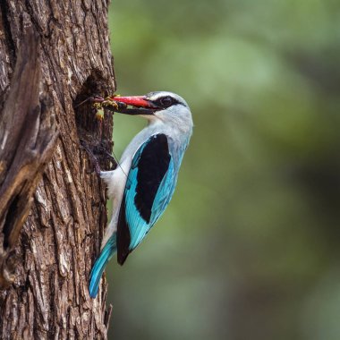 Woodland kingfisher Kruger National park, Güney Afrika