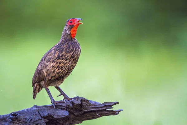 Spurfowl του Swainson στο εθνικό πάρκο Κρούγκερ, Νότια Αφρική — Φωτογραφία Αρχείου