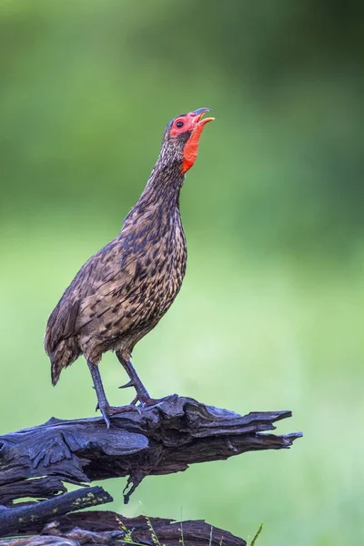 Swainson 's Spurfowl in Kruger National Park, South Africa — стоковое фото