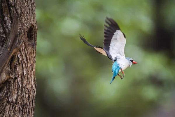 Woodland kingfisher in Kruger National park, South Africa — Stock Photo, Image