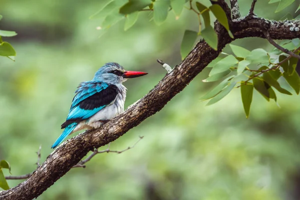 Zimorodek lasów w Kruger National park, Afryka Południowa — Zdjęcie stockowe