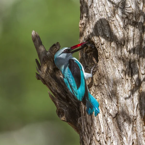 Woodland kingfisher Kruger National park, Güney Afrika — Stok fotoğraf