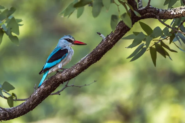 Woodland kingfisher Kruger National park, Güney Afrika — Stok fotoğraf