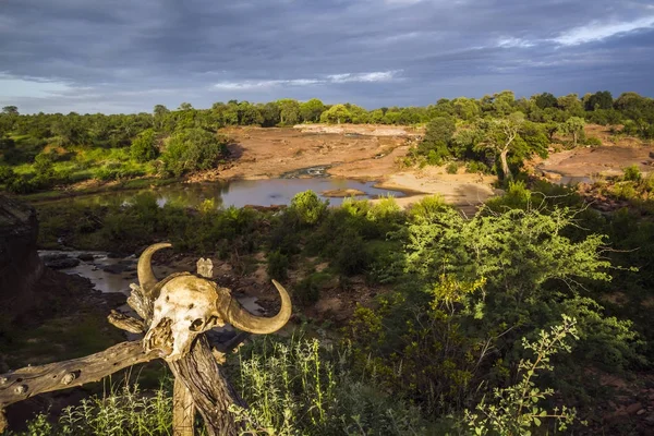 Červené skály panoramatický pohled v Krugerův národní park, Jihoafrická republika — Stock fotografie