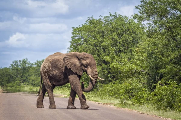 Elefante arbusto africano no Parque Nacional Kruger, África do Sul — Fotografia de Stock