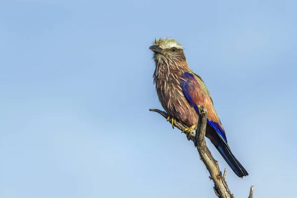Rufous crowned Roller in Kruger National Park, South Africa — стоковое фото