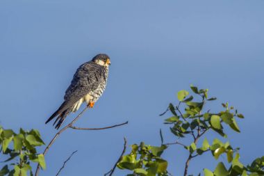 Amur Şahini Kruger National park, Güney Afrika