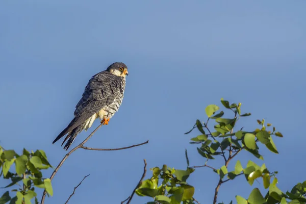 Amur Falcon en el Parque Nacional Kruger, Sudáfrica — Foto de Stock