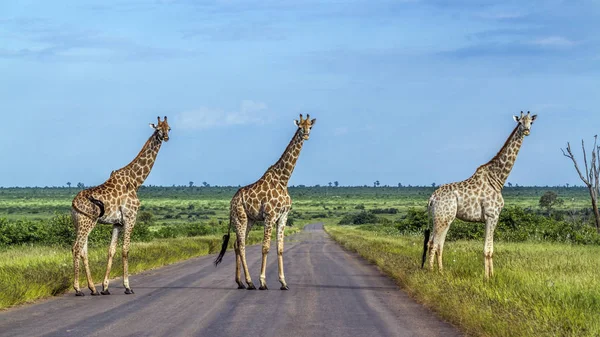 Giraffe in Kruger National park, South Africa — Stock Photo, Image