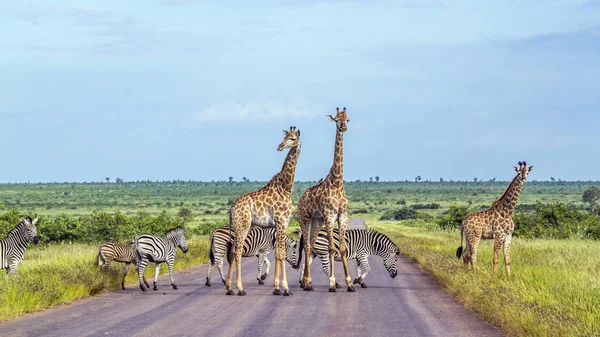 キリンと平野のシマウマ クルーガー国立公園、南アフリカ共和国 — ストック写真