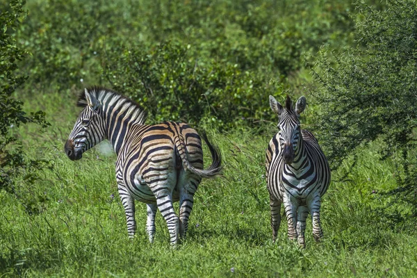 Zebra das planícies no Parque Nacional Kruger, África do Sul — Fotografia de Stock