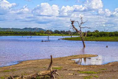Mopani Barajı Kruger National park, Güney Afrika