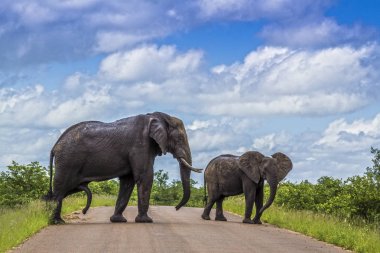 Afrika bush fil Kruger National park, Güney Afrika