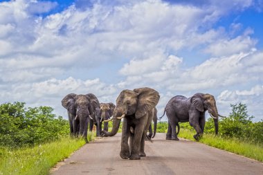 Afrika bush fil Kruger National park, Güney Afrika