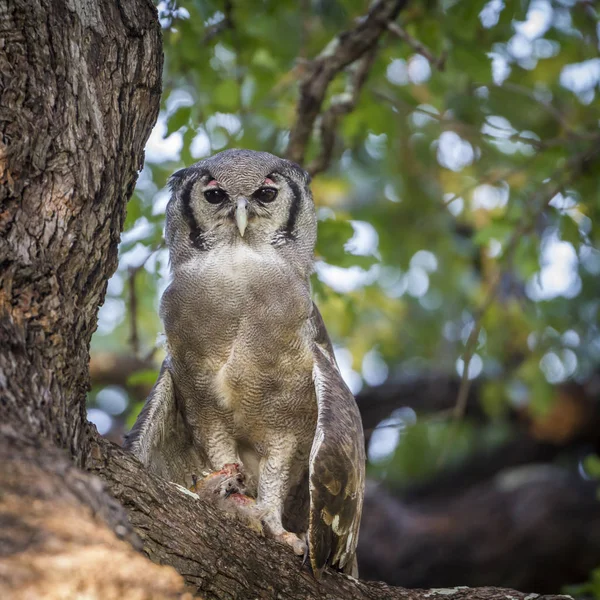 Si Verreauxem sova pálená v Krugerův národní park, Jihoafrická republika — Stock fotografie