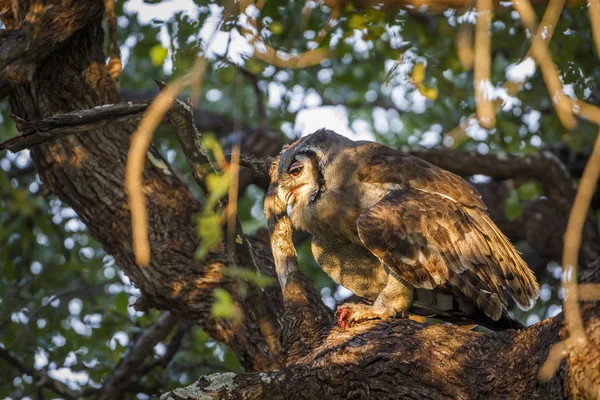 Búho-águila de Verreaux en el Parque Nacional Kruger, Sudáfrica —  Fotos de Stock