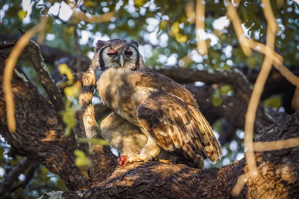 Verreaux's Eagle-Owl in Kruger National park, South Africa — Stock Photo, Image