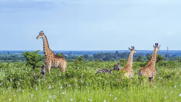 Giraffe in Kruger National Park, Zuid-Afrika — Stockfoto