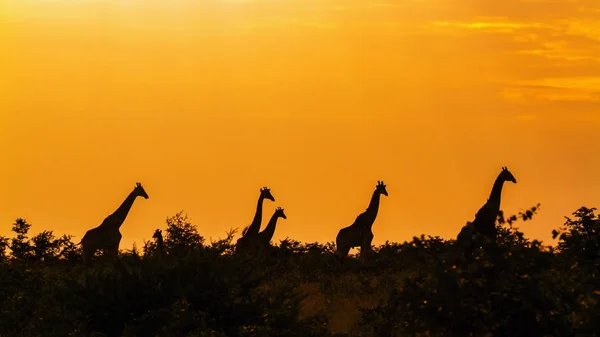Giraffa nel Parco Nazionale di Kruger, Sud Africa — Foto Stock