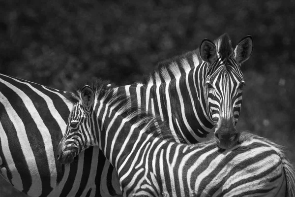 Равнинная зебра в Национальном парке Крюгер, ЮАР — стоковое фото