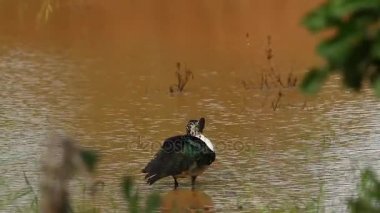 Fatura topuzu ördek Kruger National park, Güney Afrika için; Nakit Sarkidiornis melanotos ailesi Anatidae