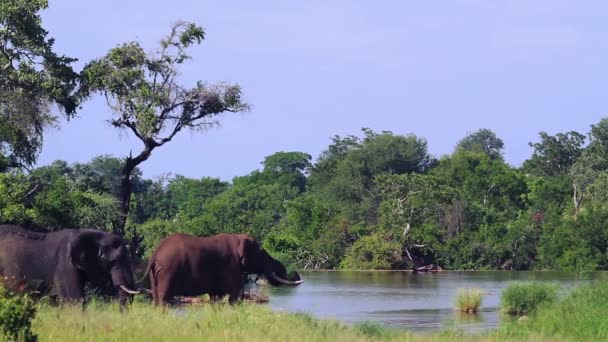 南非克鲁格国家公园的非洲丛林大象 属非洲家族 Elephantidae — 图库视频影像