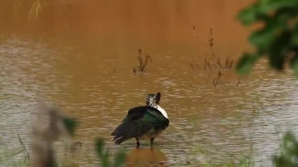 Knoflík Účtovat Kachna Krugerův Národní Park Jihoafrická Republika Specie Sarkidiornis — Stock video