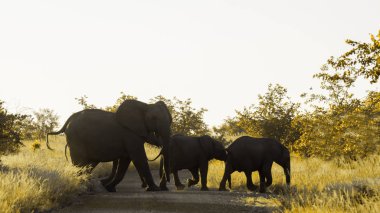 Afrika bush fil Kruger National park, Güney Afrika