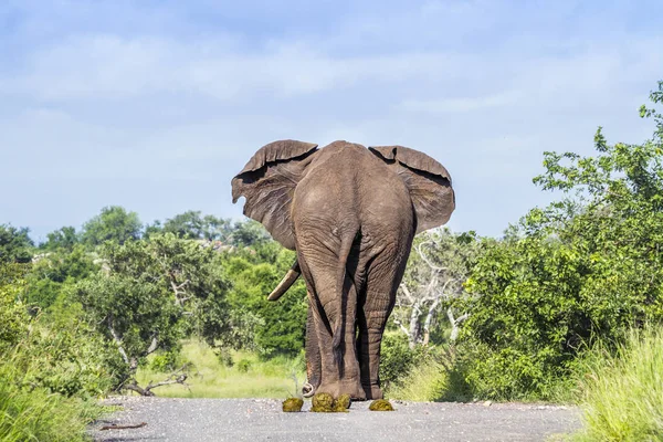 Slon africký v Kruger National park, Jihoafrická republika — Stock fotografie