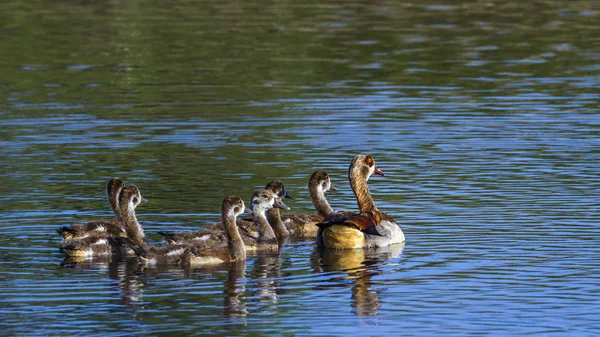 Egyptisk gås i Kruger National park, Sydafrika — Stockfoto