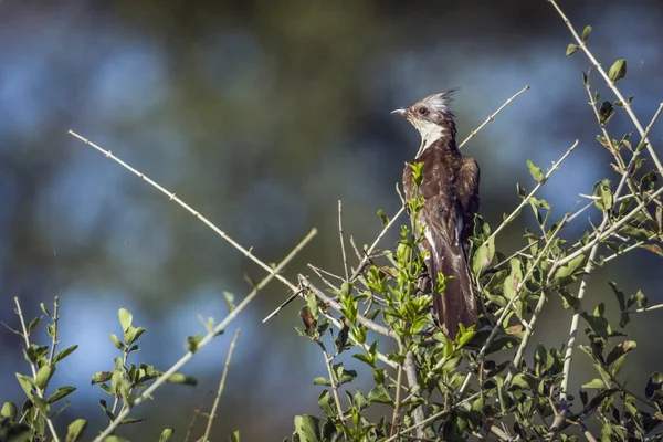 Levaillant의 뻐꾸기 남아프리카 공화국 크루 거 국립 공원 — 스톡 사진