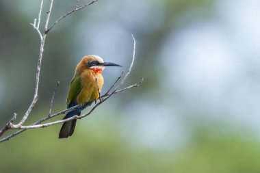 Beyaz önlü Arı yiyici Kruger National park, Güney Afrika