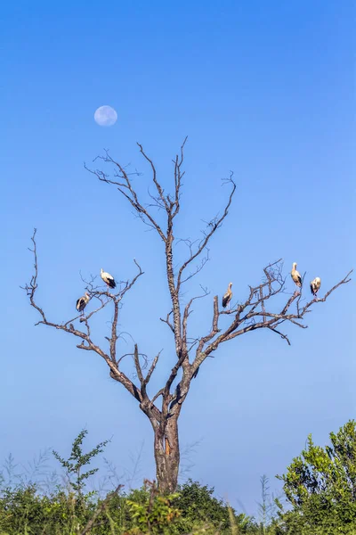 Лелека білий в Національний парк Крюгера, Південно-Африканська Республіка — стокове фото