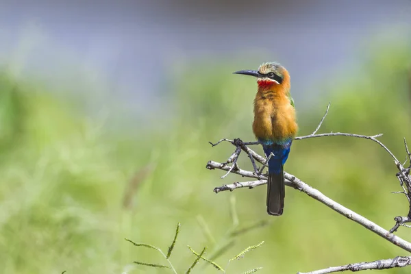 Białym frontem Bee eater w Kruger National park, Afryka Południowa — Zdjęcie stockowe