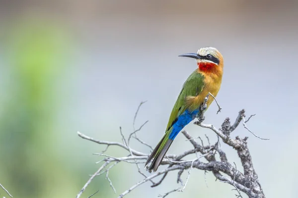 White fronted Bee eater in Kruger National park, South Africa — Stock Photo, Image