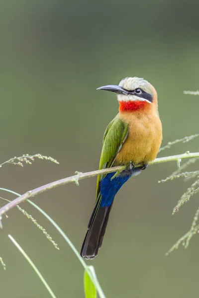 Weißstirnbienenfresser im Kruger Nationalpark, Südafrika — Stockfoto