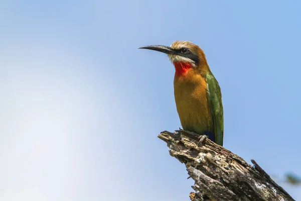 Comedor de abelhas de frente branca no Parque Nacional Kruger, África do Sul — Fotografia de Stock