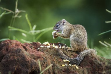 Smith bush sincap Kruger National park, Güney Afrika