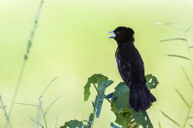Beyaz kanatlı Widowbird Kruger National park, Güney Afrika