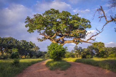 Savannah manzara Kruger National park, Güney Afrika
