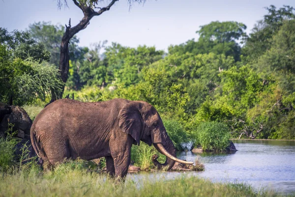 Elefante cespuglio africano nel parco nazionale di Kruger, Sud Africa — Foto Stock