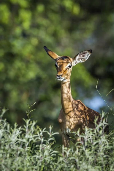 Impala wspólne w Kruger National park, Afryka Południowa — Zdjęcie stockowe