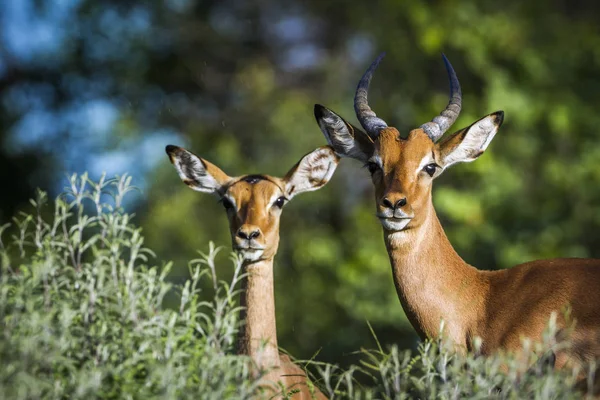 Společné Impala v Krugerův národní park, Jihoafrická republika — Stock fotografie