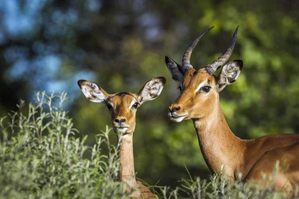 Společné Impala v Krugerův národní park, Jihoafrická republika — Stock fotografie