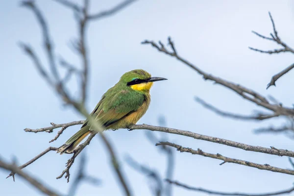 Comedor de abelhas no Parque Nacional Kruger, África do Sul — Fotografia de Stock